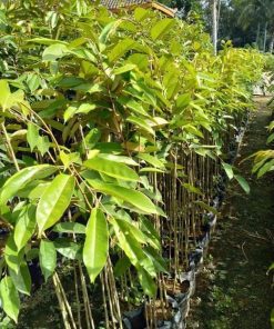 bibit tanaman durian oche duri hitam Manado