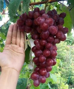 bibit anggur import rizamat unggulan Maluku