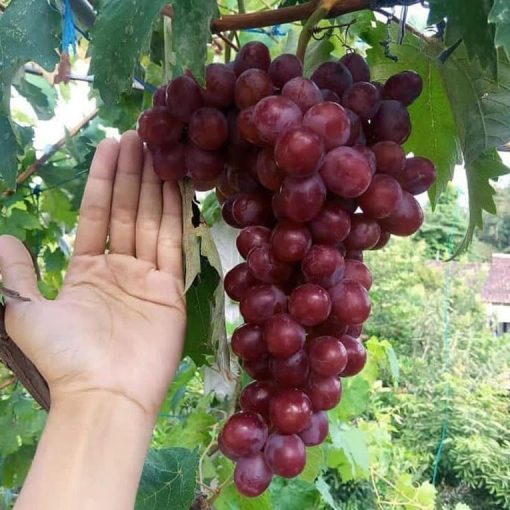 bibit anggur import rizamat unggulan Cilegon