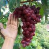 bibit anggur import rizamat unggulan Jawa Barat
