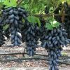 Bibit Anggur Moondrop Import Asli Original Riau