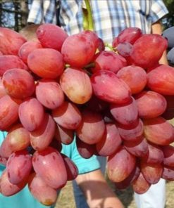 bibit anggur import bogema Jawa Barat