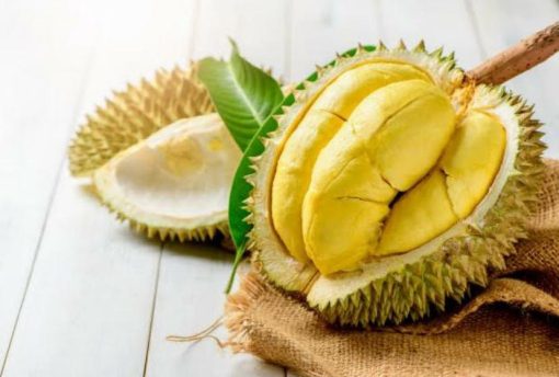 bibit durian bawor tabulampot Kalimantan Timur