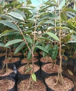 bibit tanaman durian duri hitam kaki 3 durian ochee termurah Sumatra Barat