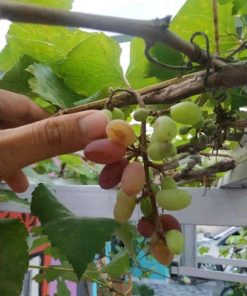 Bibit Anggur import jenis Jupiter genjah Kalimantan Tengah