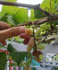 Bibit Anggur import jenis Jupiter genjah Jawa Barat