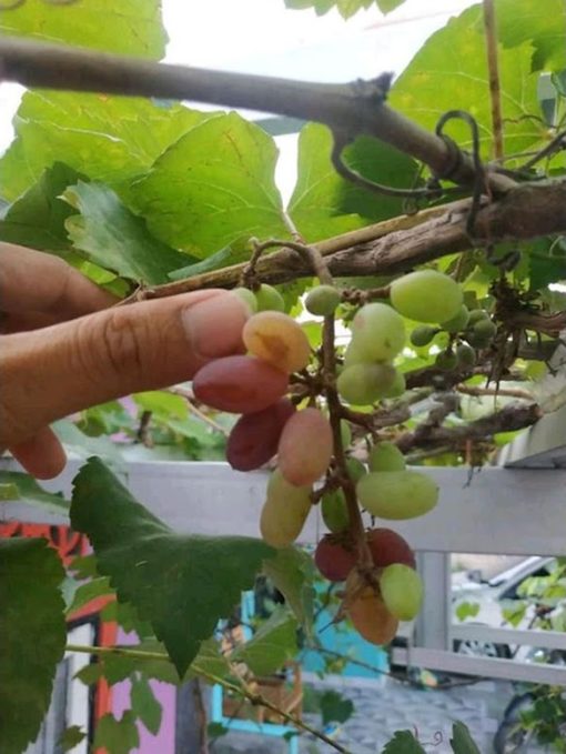 Bibit Anggur import jenis Jupiter genjah Jawa Barat