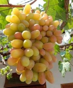 bibit buah anggur import trnsfiguration garansi valid