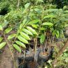 bibit durian duri hitam super unggul Jawa Timur