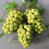 Bibit anggur import varietas SHINE MUSCAT Tebingtinggi