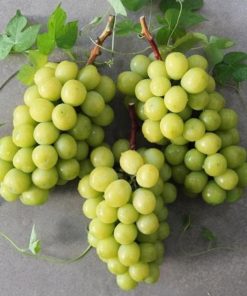 Bibit anggur import varietas SHINE MUSCAT Tebingtinggi
