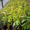 bibit durian musangking kaki 1 okulasi berkualitas Bitung
