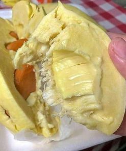 bibit durian musangking kaki 3 okulasi unggul bisa untuk tambulapot Jawa Tengah