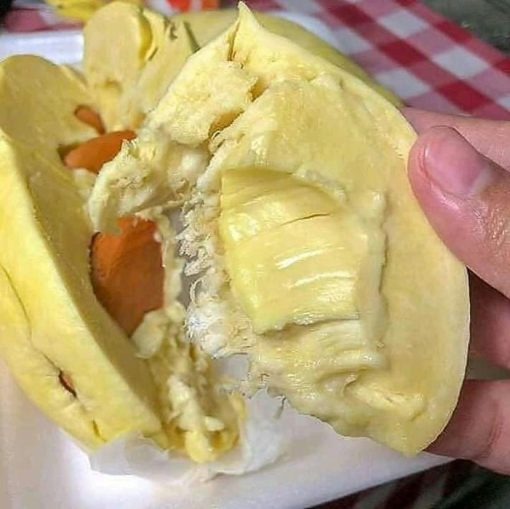 bibit durian musangking kaki 3 okulasi unggul bisa untuk tambulapot Jawa Tengah