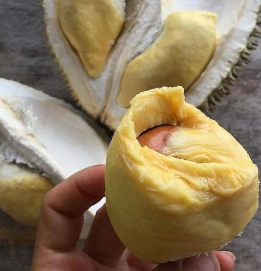 bibit durian musangking kaki 3 okulasi unggul bisa untuk tambulapot Bogor