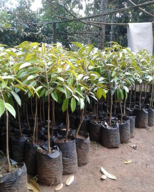 bibit tanaman durian bawor hasil okulasi siap berbuah siap berbuah Kota Administrasi Jakarta Selatan
