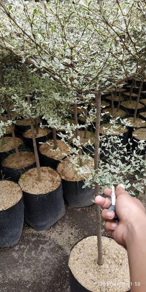 bibit tanaman pohon ketapang kencana varigata ketepeng variegata 1 meter Kalimantan Tengah