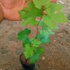 bibit anggur import mondrop Nusa Tenggara Barat