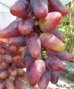 Bibit Anggur Import Oscar Garansi Valid 100 Padang Sidempuan