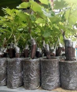 bibit tanaman buah anggur import fujiminori pohon anggur genjah Dumai