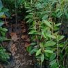 bibit durian duri hitam Padang Sidempuan