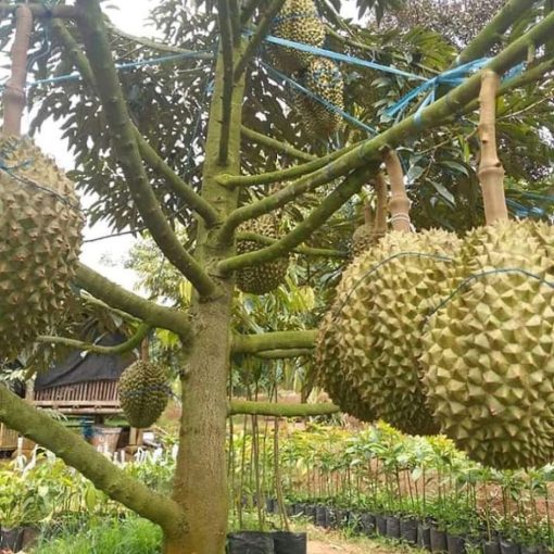 bibit durian montong super jumbo tinggi 50 60 cm bibit unggul Padang