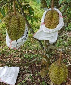 bibit durian montong super jumbo tinggi 50 60 cm bibit unggul Maluku Utara