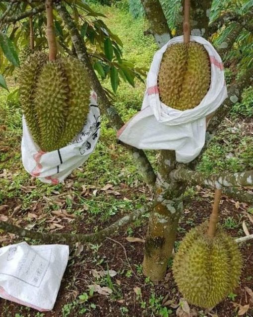 bibit durian montong super jumbo tinggi 50 60 cm bibit unggul Maluku Utara