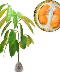 tanaman bibit buah durian duri hitam okulasi cepat berbuah tambulapot Kendari
