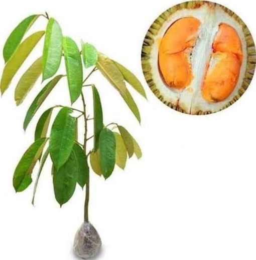 tanaman bibit buah durian duri hitam okulasi cepat berbuah tambulapot Kendari