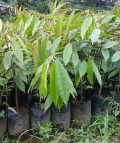 tanaman bibit buah durian duri hitam okulasi cepat berbuah tambulapot Samarinda
