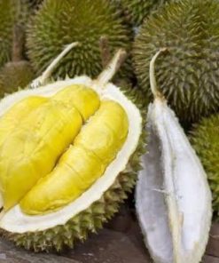 tanaman bibit buah durian duri hitam okulasi cepat berbuah tambulapot Bogor