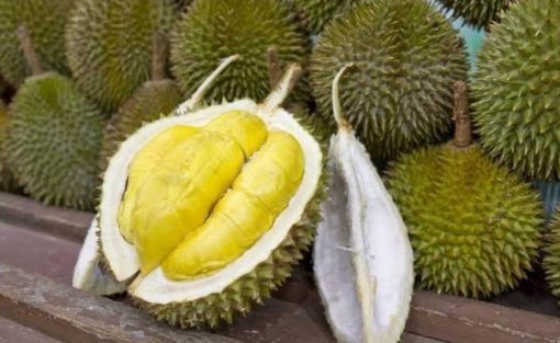 tanaman bibit buah durian duri hitam okulasi cepat berbuah tambulapot Bogor