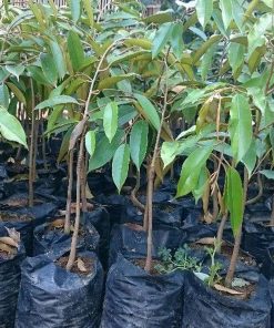 tanaman bibit buah durian duri hitam okulasi cepat berbuah tambulapot Kotamobagu