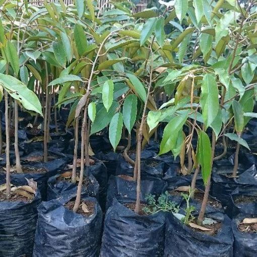 tanaman bibit buah durian duri hitam okulasi cepat berbuah tambulapot Kotamobagu