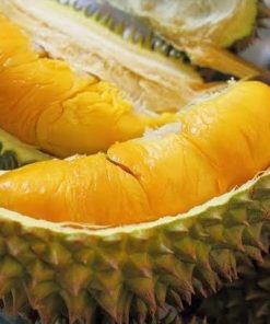 tanaman bibit buah durian duri hitam okulasi cepat berbuah tambulapot Bandar Lampung