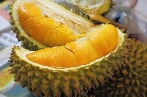 tanaman bibit buah durian duri hitam okulasi cepat berbuah tambulapot Bandar Lampung
