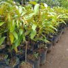 BIBIT DURIAN MUSANGKING super cepat berbuah hasil okulasi bisa tabulampot Batu