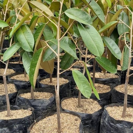 bibit durian musangking okulasi Sumatra Barat
