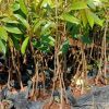 bibit tanaman durian bawor kaki 3 siap berbuah Sawahlunto