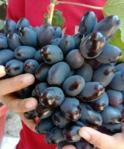 BIBIT ANGGUR IMPORT AKADEMIK bibit anggur unggul bibit anggur murah Batu