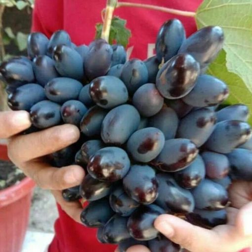 BIBIT ANGGUR IMPORT AKADEMIK bibit anggur unggul bibit anggur murah Cimahi