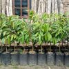bibit durian duri hitam durian onche terlaris bibit unggul durian malaysia Kota Administrasi Jakarta Selatan