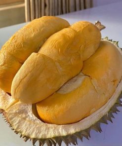 bibit durian duri hitam super hasil okulasi Sumatra Barat