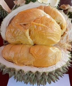bibit durian duri hitam super hasil okulasi Sumatra Barat