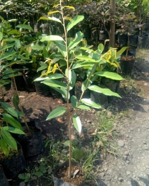 bibit durian duri hitam super hasil okulasi Tanjungbalai