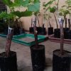 bibit anggur impor crv Merangin