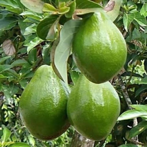 bibit buah alpukat mentega unggul Jombang