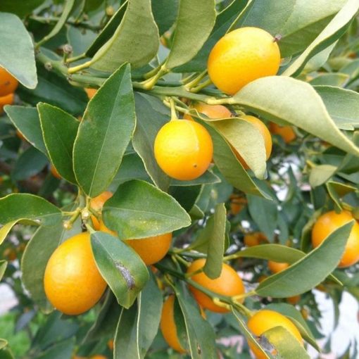 bibit buah jeruk tongheng kondisi berbuah Humbang Hasundutan