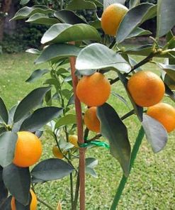 bibit buah jeruk tongheng kondisi berbuah Jepara